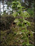 [helleborine-2a.jpg]